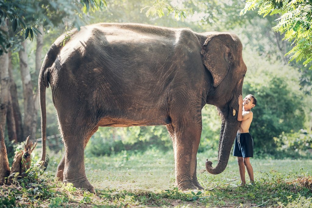 Niño abrazando la trompa de un elefante para ilustrar la fascinación infantil por los animales