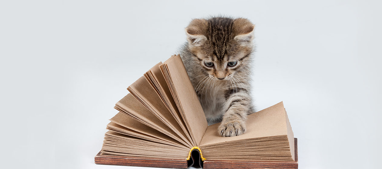 12 GIFs de gatos lectores para celebrar el Día Internacional del Gato