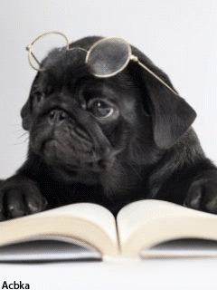 Carlí amb ulleres de lectura al cap i un llibre obert