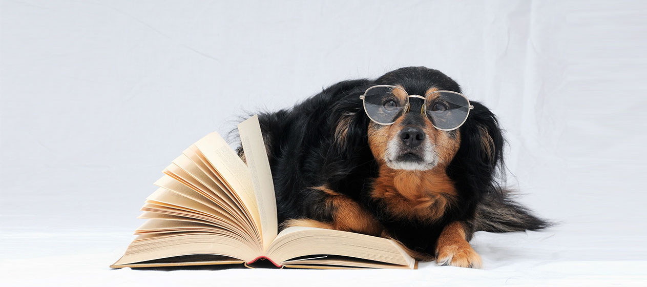 11 GIFs de gossos lectors per celebrar el Dia Internacional del Gos