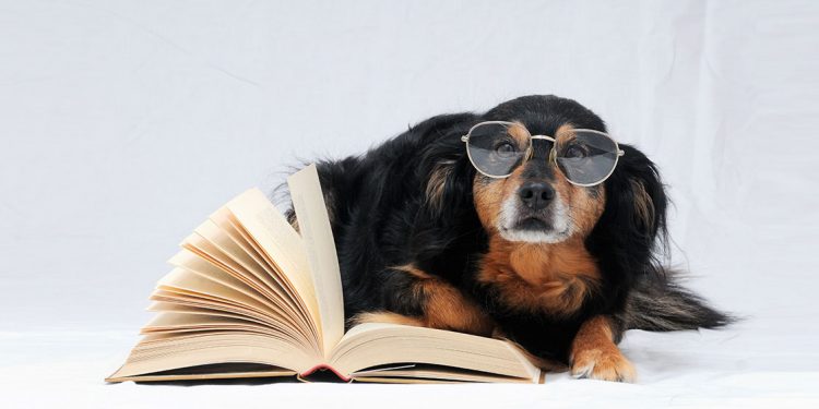 Perro con gafas sobre un libro abierto para celebrar el Día Internacional del Perro