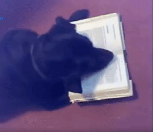 Labrador negro poniendo las patas sobre las páginas de un libro abierto y arrugándolas