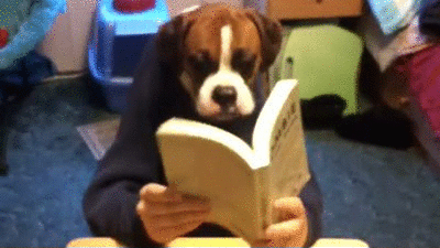 Bòxer ensumant un llibre el Dia Internacional del Gos