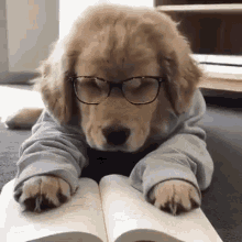 Cachorro de Golden Retriever que se duerme sobre un libro abierto