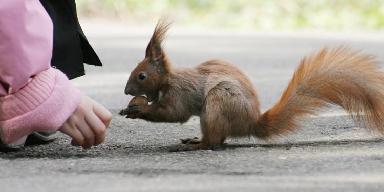 Un dia per educar en la diversitat animal. 5 espècies i 2 propostes