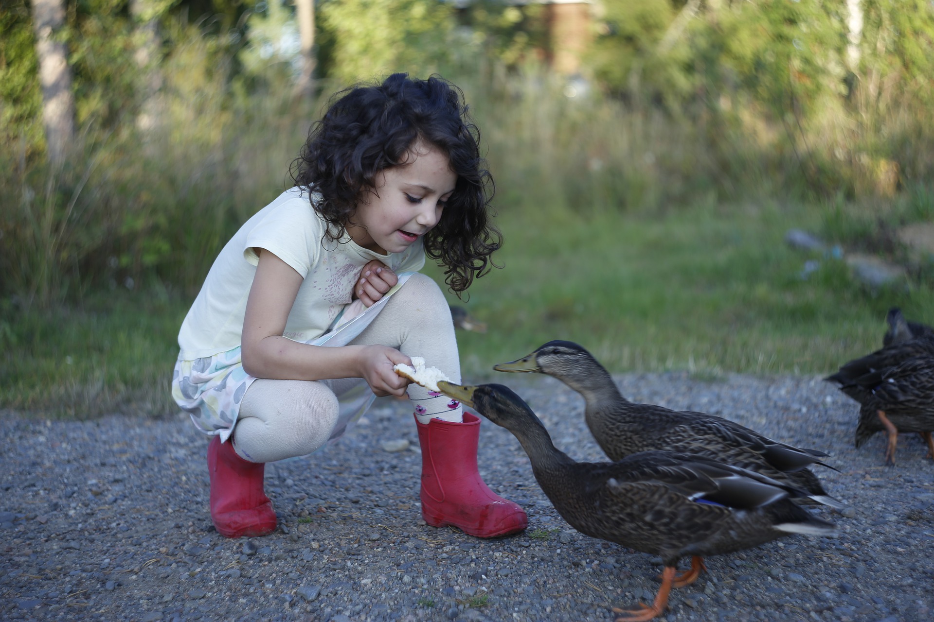 Niña alimentando patos para ilustrar la diversidad animal